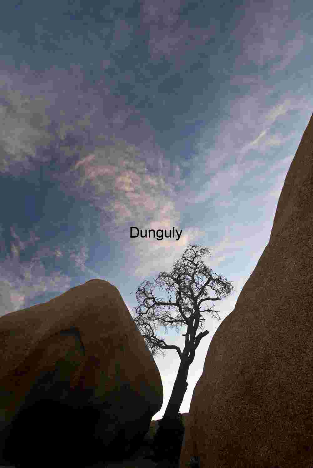 Sentinel Between Stone: A Desert Silhouette in Transition