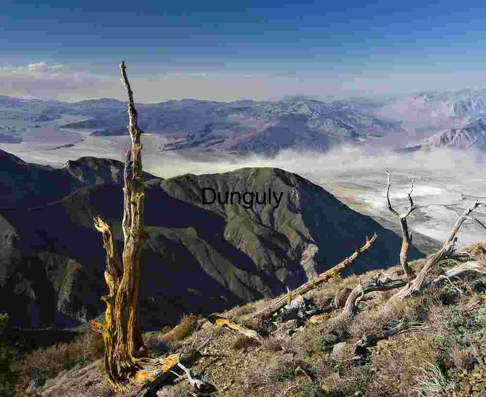 Barren Trees Overlooking Vast Desert Valley from Rugged Mountain Ridge