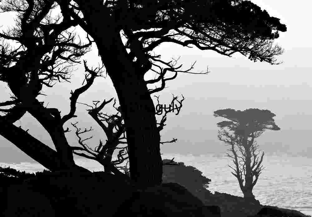 Silhouetted Coastal Pines Looming Over Crashing Waves at Dawn