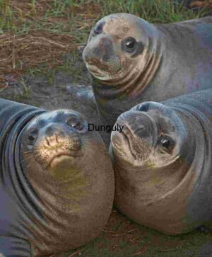 Curious Trio: Young Elephant Seals on Coastal Ground