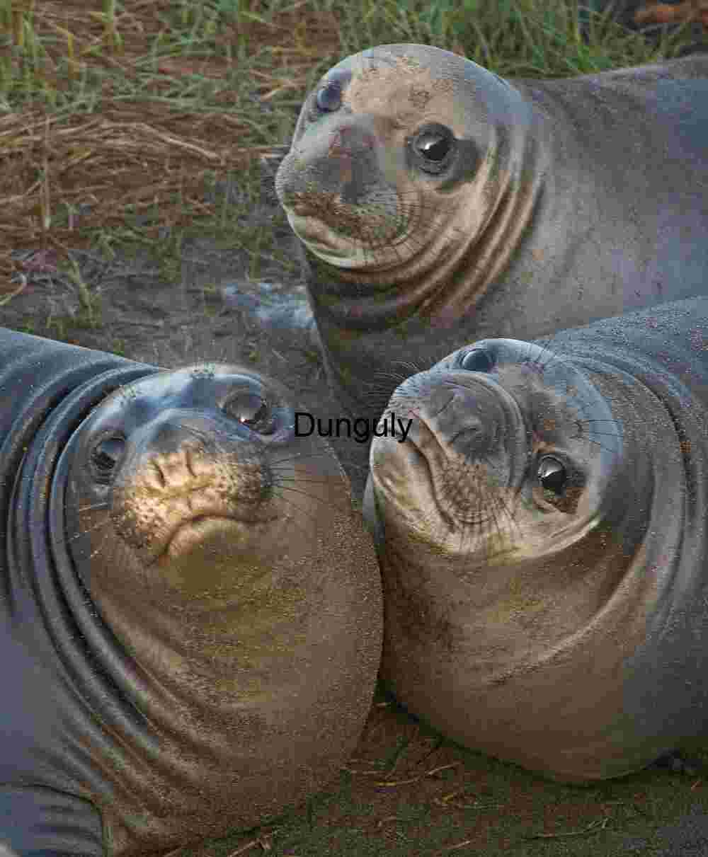 Curious Trio: Young Elephant Seals on Coastal Ground