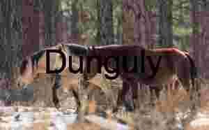 Winter Passage: Horses Among the Pines