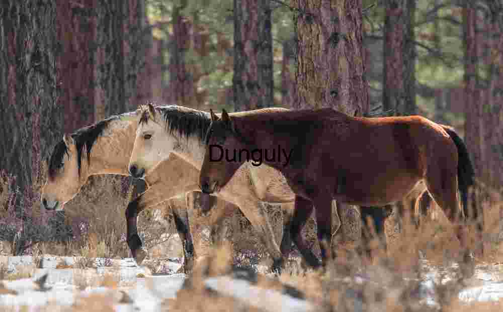 Winter Passage: Horses Among the Pines