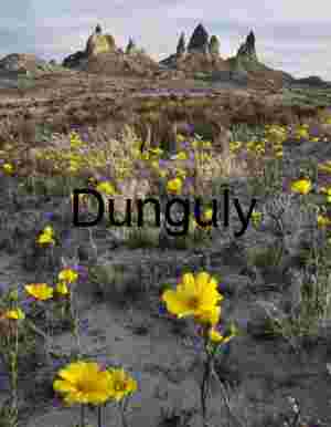 Yellow Wildflowers in Arid Desert Landscape with Rugged Rocks