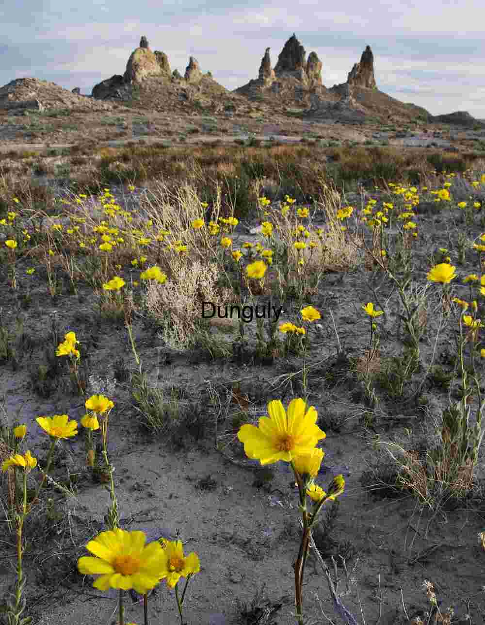 Yellow Wildflowers in Arid Desert Landscape with Rugged Rocks