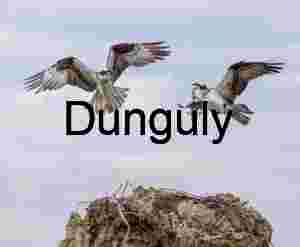 Aerial Architects: Ospreys in Flight with Nesting Intent