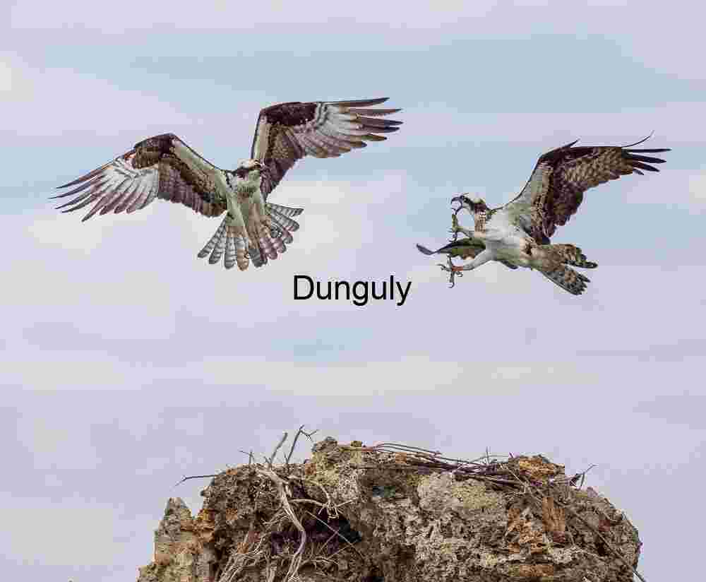 Aerial Architects: Ospreys in Flight with Nesting Intent