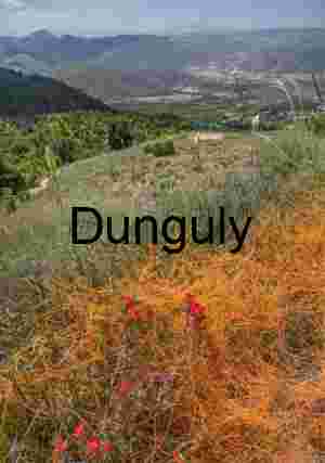 Orange Dodder Vines and Wildflowers on Mountain Hillside – Desert Ecology, Biodiversity, and Scenic Landscape Photography