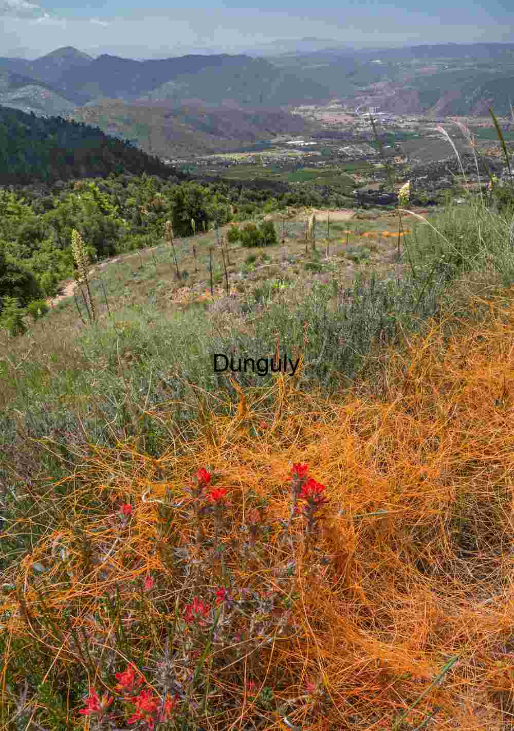 Orange Dodder Vines and Wildflowers on Mountain Hillside – Desert Ecology, Biodiversity, and Scenic Landscape Photography