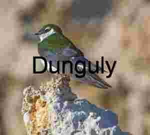 Iridescent Green and Brown Bird Perched on Light Rock