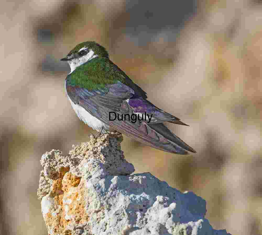 Iridescent Green and Brown Bird Perched on Light Rock