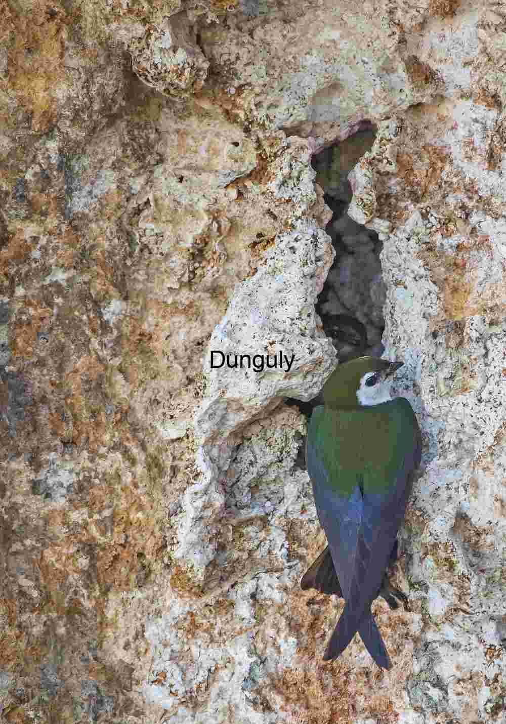 Swallow in Mid‑Flight Above Rugged Rock Under Clear Blue Sky