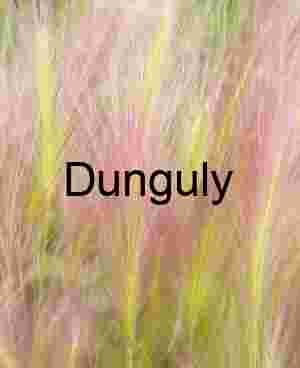 Whispers in the Meadow: Foxtail Grass in Bloom