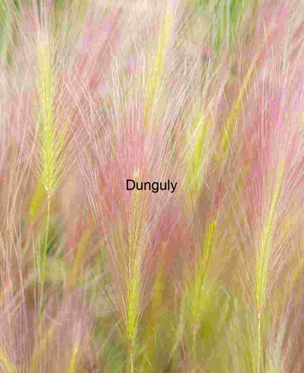 Whispers in the Meadow: Foxtail Grass in Bloom