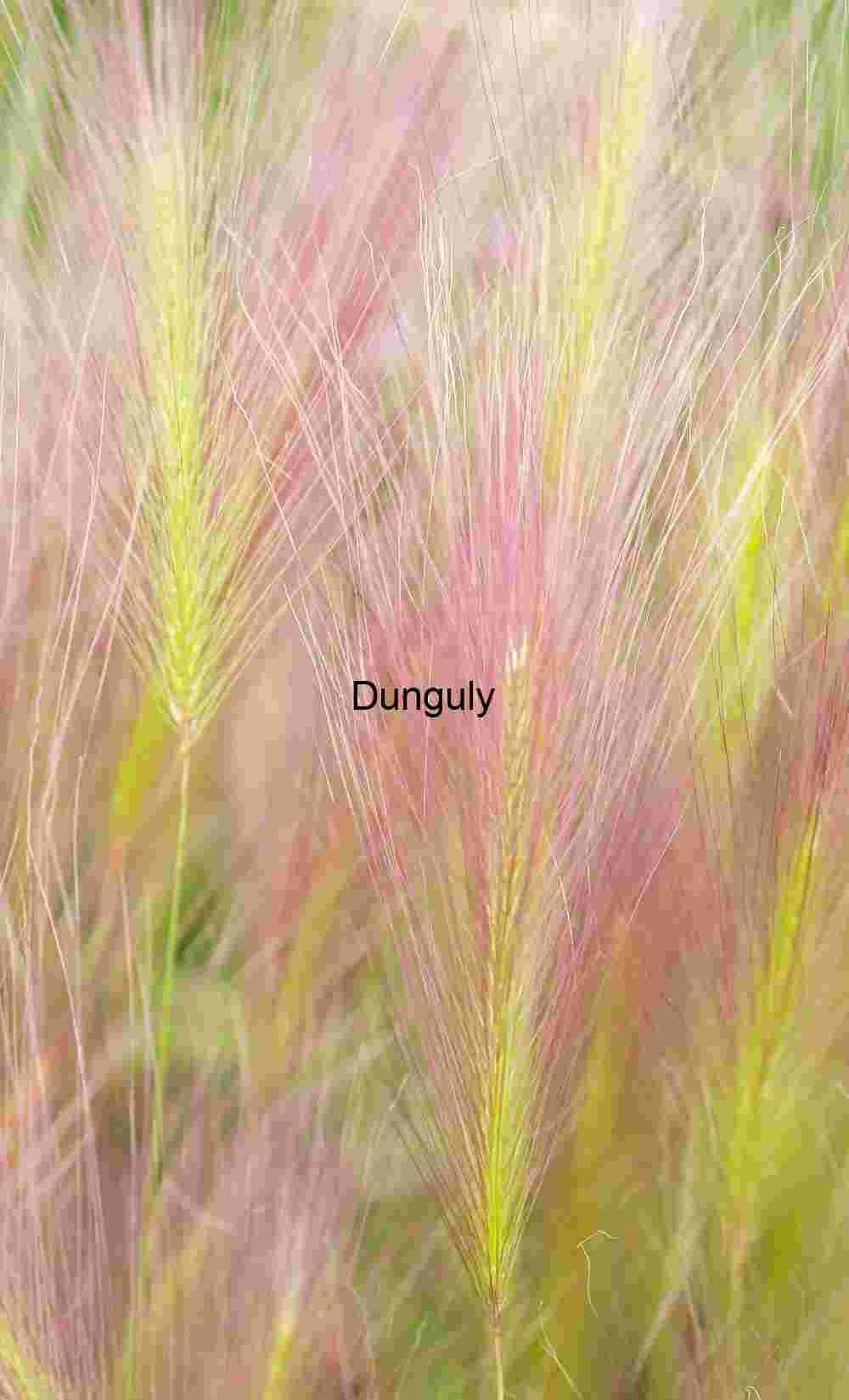 Feathered Bloom: Foxtail Grass in Soft Transition