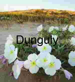 Desert Bloom: Pale Petaled Flowers in Arid Landscape at Sunrise