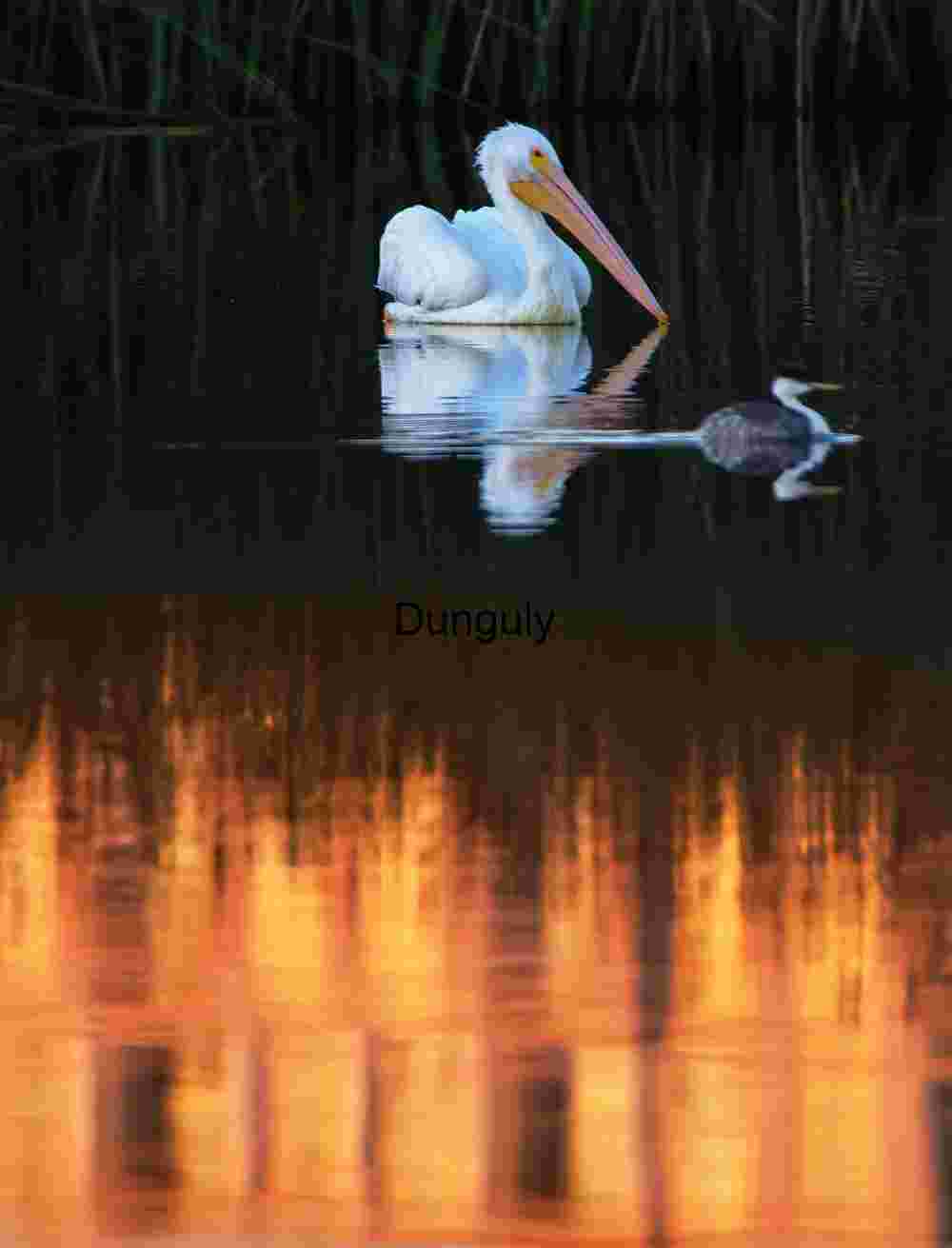 White Pelican and Grebe at Sunset on Tranquil Lake