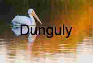 Wetland Birds in Fiery Sunset Glow