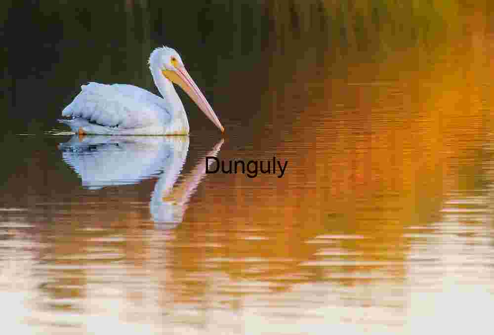 Wetland Birds in Fiery Sunset Glow