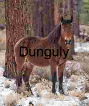 Winter Watch: Horse Among the Pines