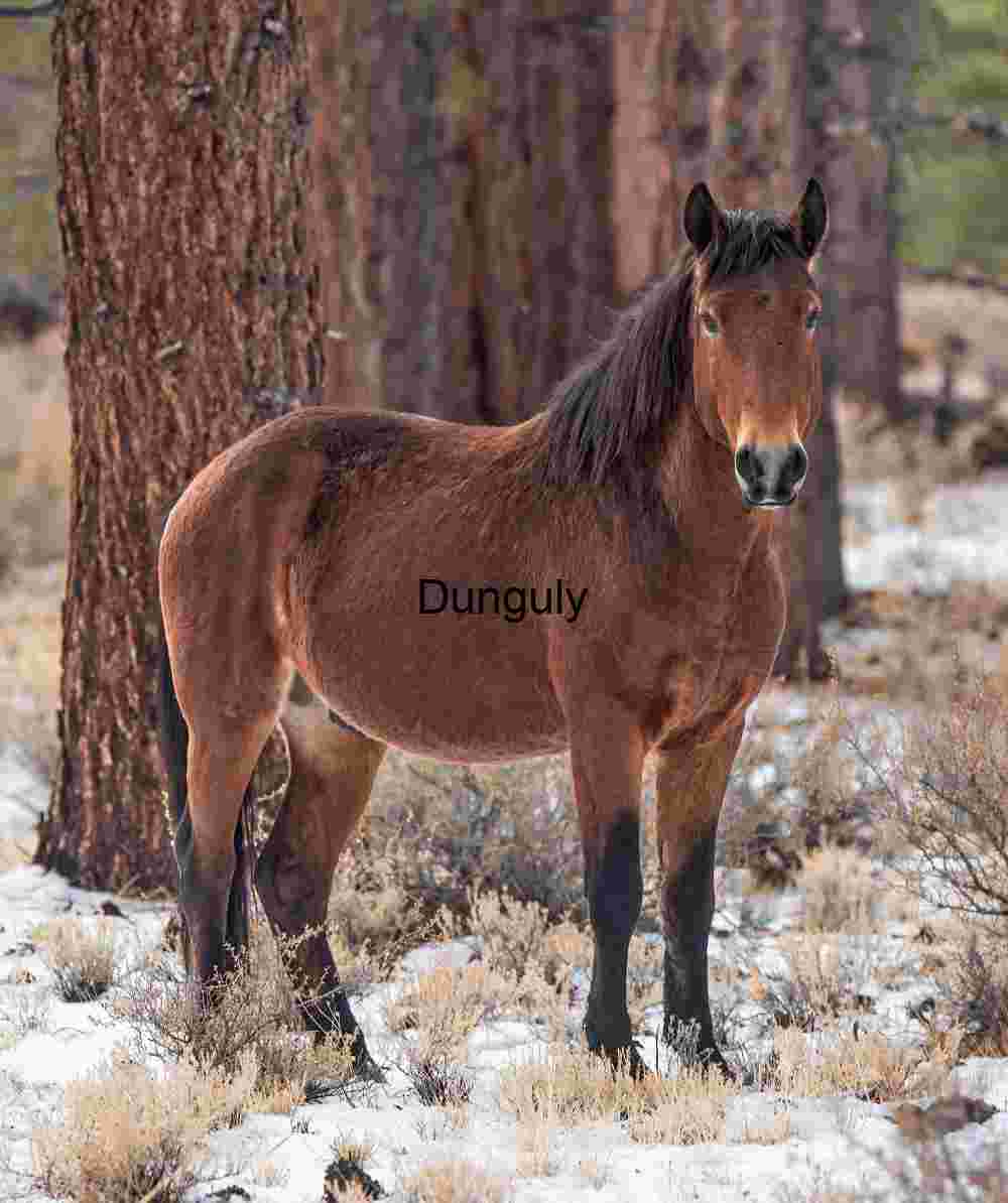 Winter Watch: Horse Among the Pines