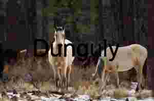 Winter Companions: Horses in the Quiet Pines