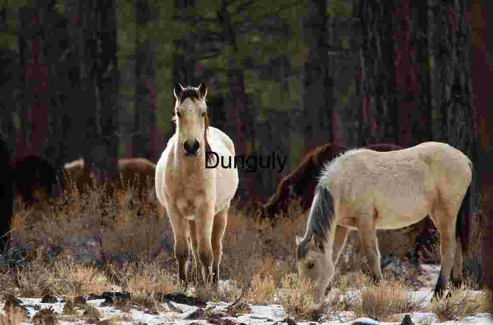Winter Companions: Horses in the Quiet Pines