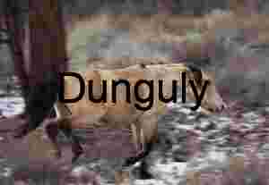 Stride Through Snow: Horse in Winter Motion