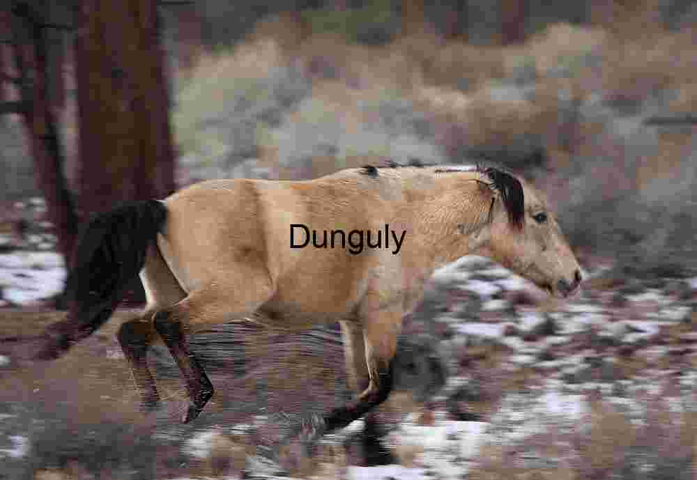 Stride Through Snow: Horse in Winter Motion