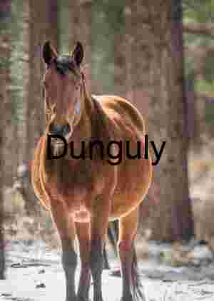 Stillness in the Pines: Winter Horse in Forest Light