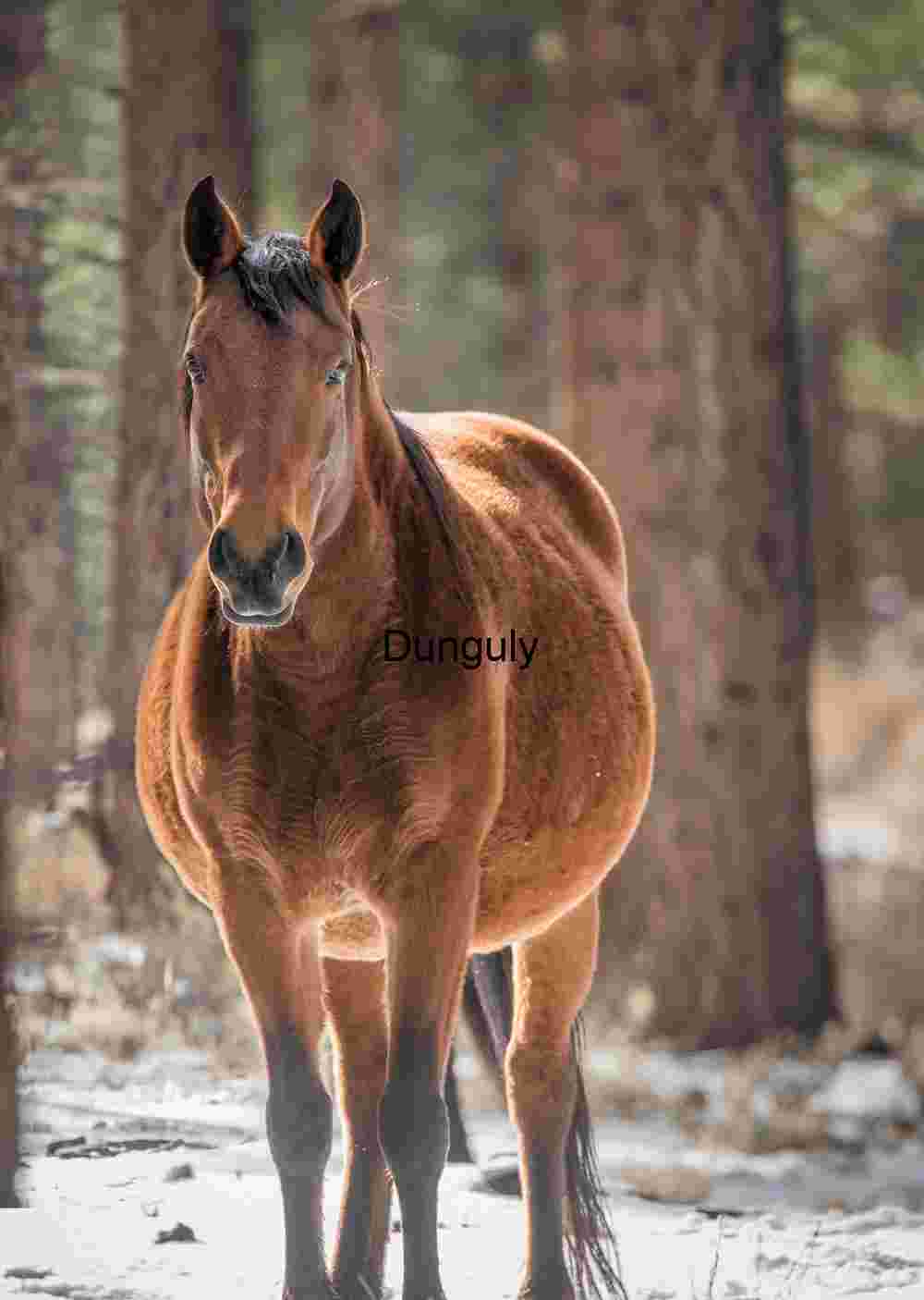 Stillness in the Pines: Winter Horse in Forest Light