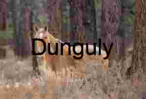 Solitary Grace: Horse in Woodland Stillness