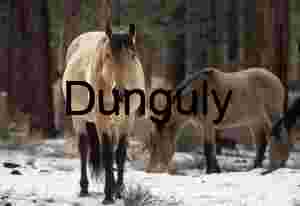 Toward the Lens: Wild Horses in Winter Woodland