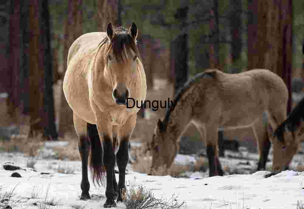 Toward the Lens: Wild Horses in Winter Woodland