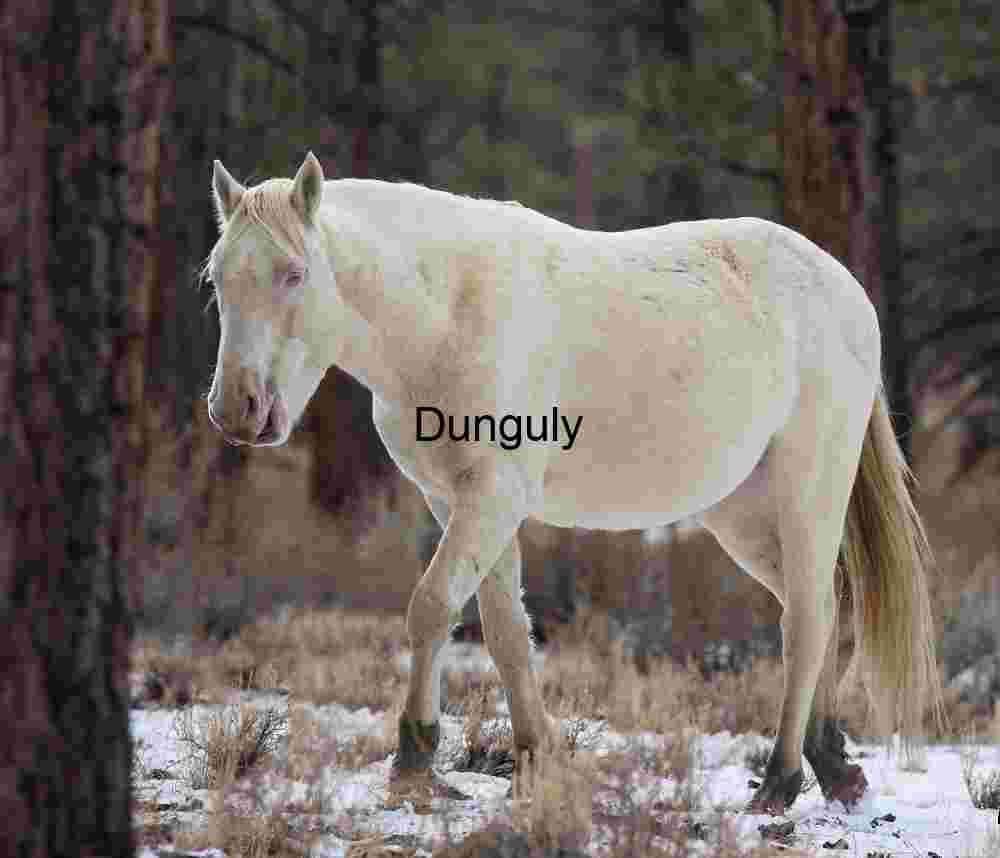 Pale Wanderer: Horse in Winter Woodland