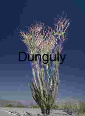 Ocotillo Reaches: Vertical Bloom in Desert Light