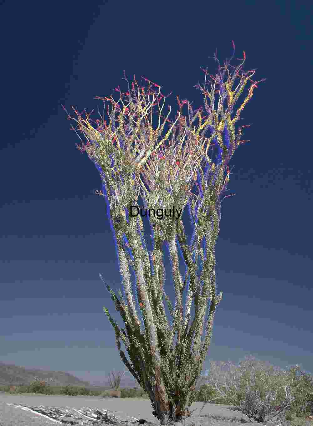 Ocotillo Reaches: Vertical Bloom in Desert Light