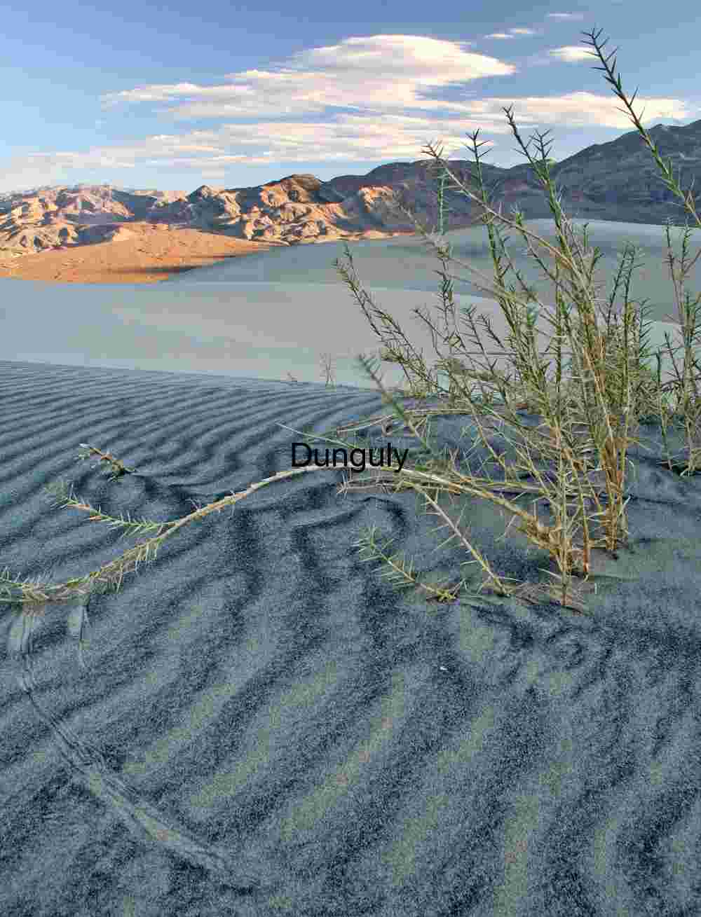 Rooted in Silence: Ripples, Dunes, and Desert Survival