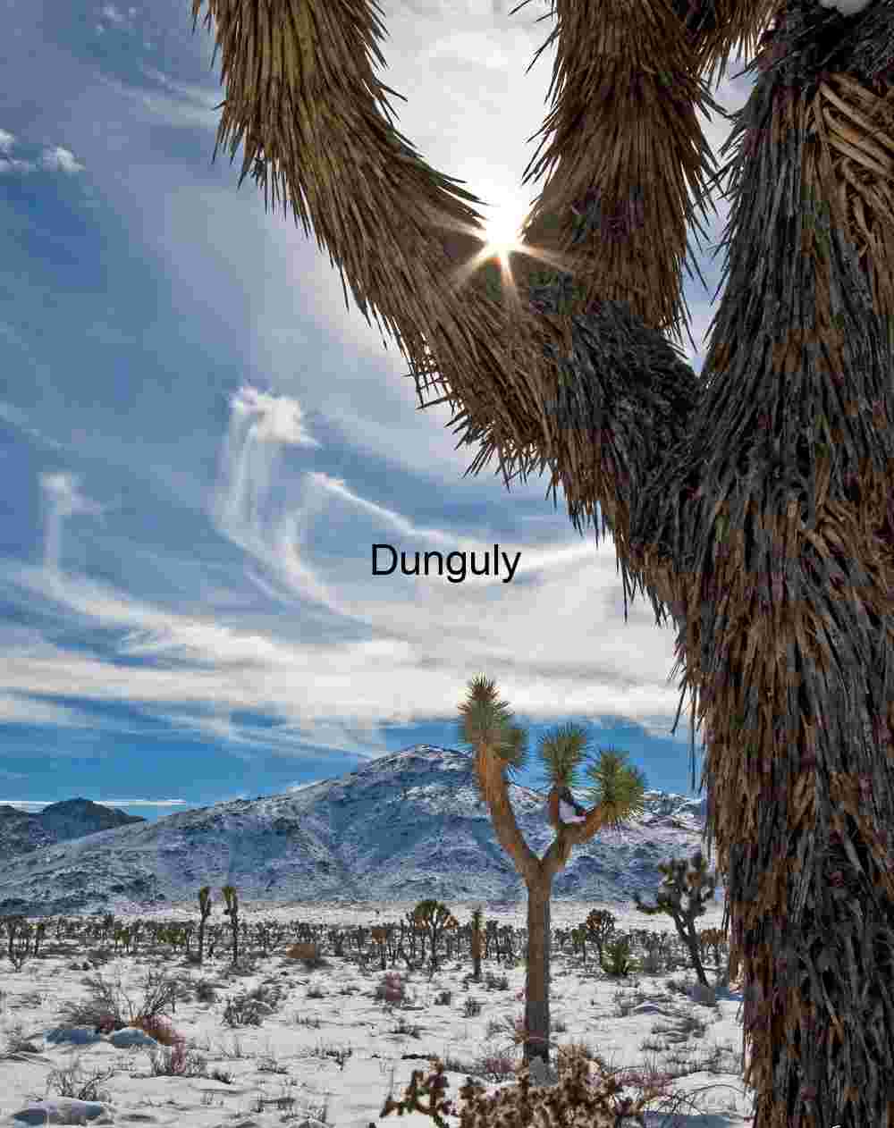 Starburst Over Snow: Desert Light and Frozen Roots