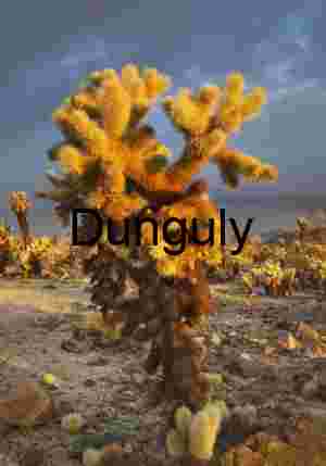 Golden Spines: Teddy Bear Cholla in Desert Glow