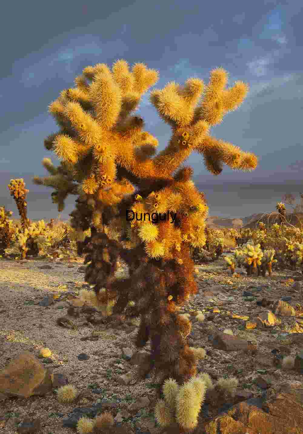 Golden Spines: Teddy Bear Cholla in Desert Glow