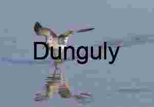 Ardea herodias Displaying Grooming Behavior in Wetland Habitat