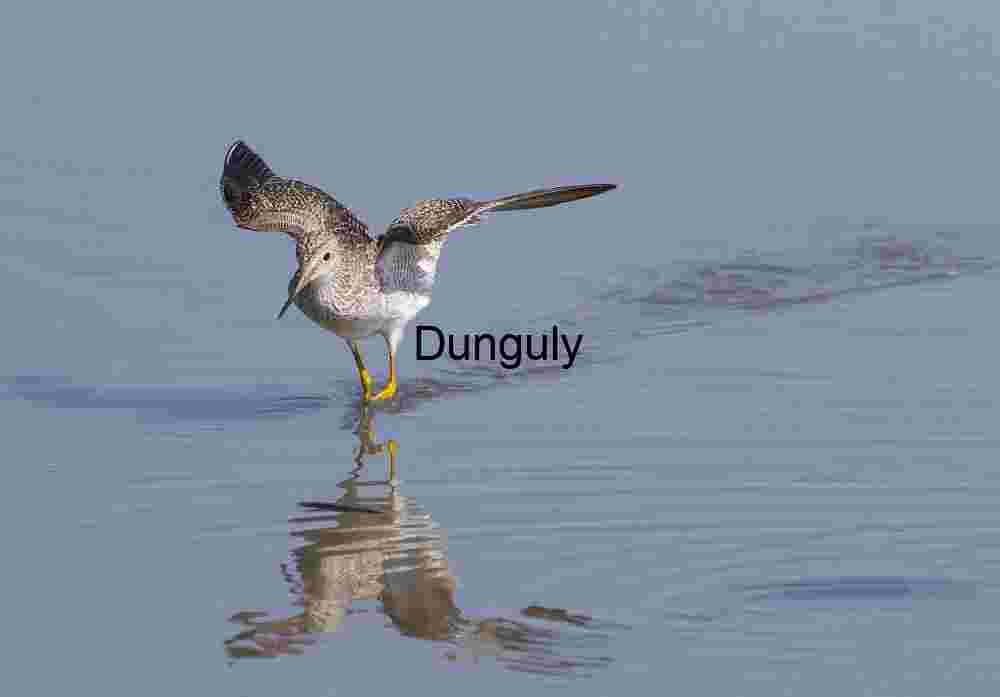 Ardea herodias Displaying Grooming Behavior in Wetland Habitat