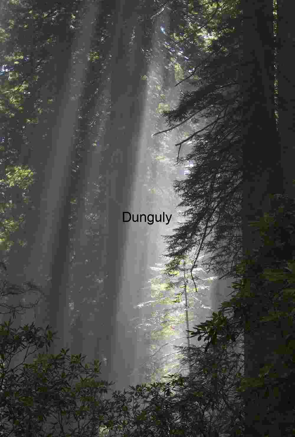 A secluded grove of redwoods offers a peaceful refuge as gentle morning light filters through mist