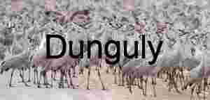 Massive Flock of Sandhill Cranes at Waterfowl Complex