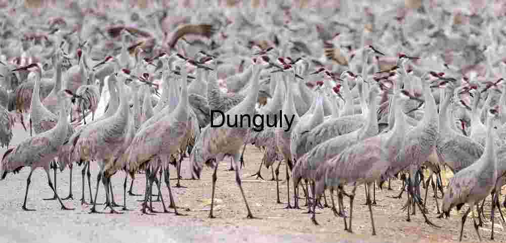 Massive Flock of Sandhill Cranes at Waterfowl Complex