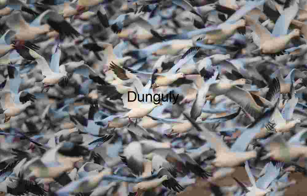 Snow Geese Blast-Off: Density in Flight at Bosque del Apache