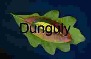 Autumn Leaves Tetrad, Oak, Maple, and Variegated Willow on Navy