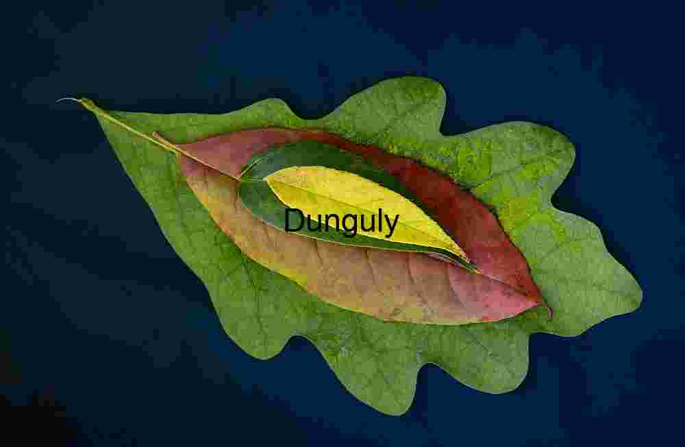 Autumn Leaves Tetrad, Oak, Maple, and Variegated Willow on Navy