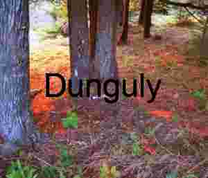 Dappled Light Through Acadia's Forest Canopy
